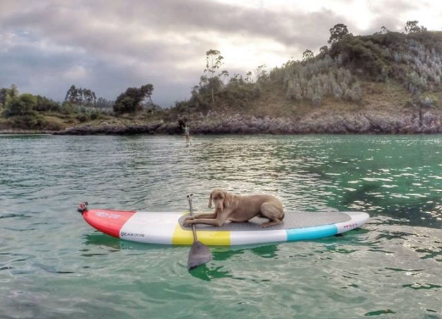  Hund auf einem Paddle-Surfbrett 